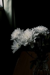 淡い光と白菊