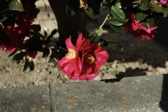 見つめあえない