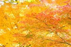 紅葉