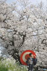 Sakura