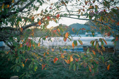 フィルムグレイン