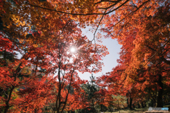 秩父郡長瀞の朱