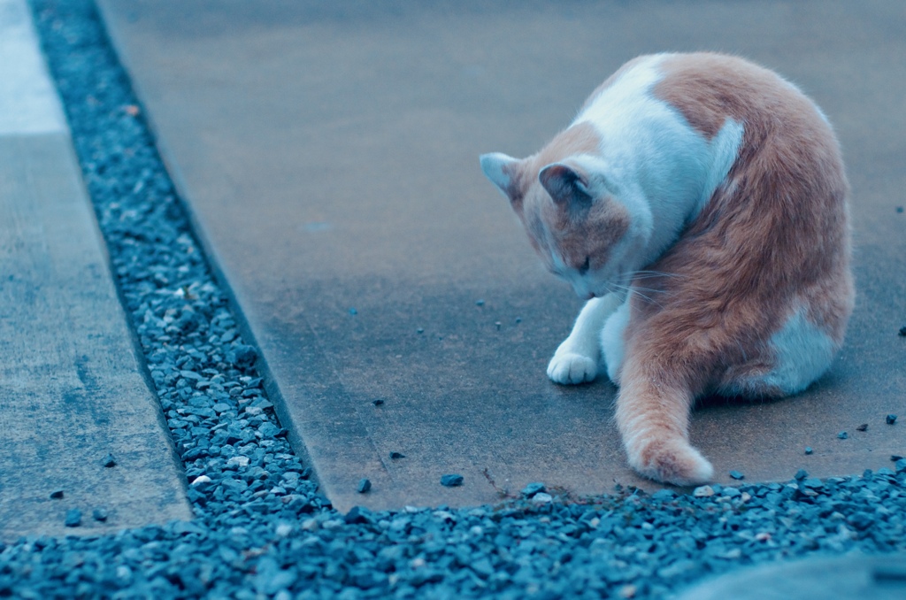 野良のような飼い猫らしい