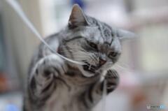 猫猫