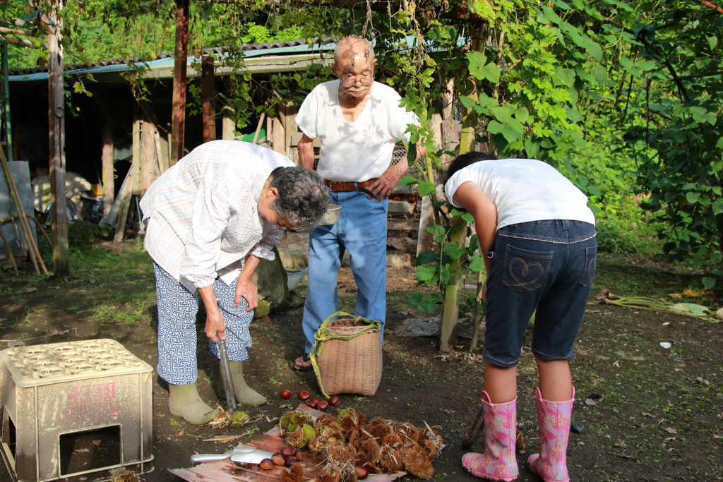 里山の秋　ひ孫と栗とり