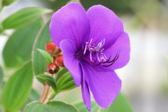 おしべの優美な曲線、野牡丹の舞