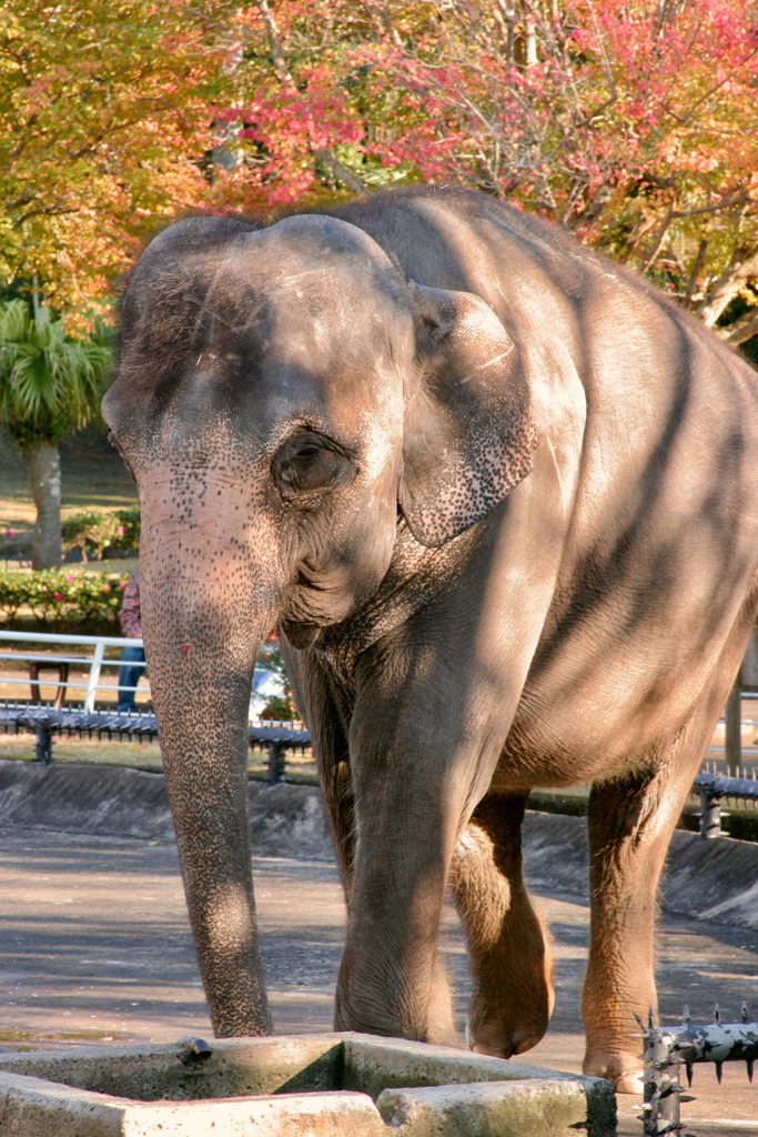 晩秋に染まるゾウ