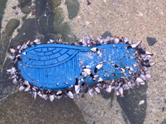 漂着：命の寄りどころ