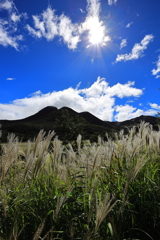 日をまとう湿原のススキ