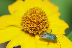 きらめく黄色、はえる碧 きらめく黄色、はえる碧