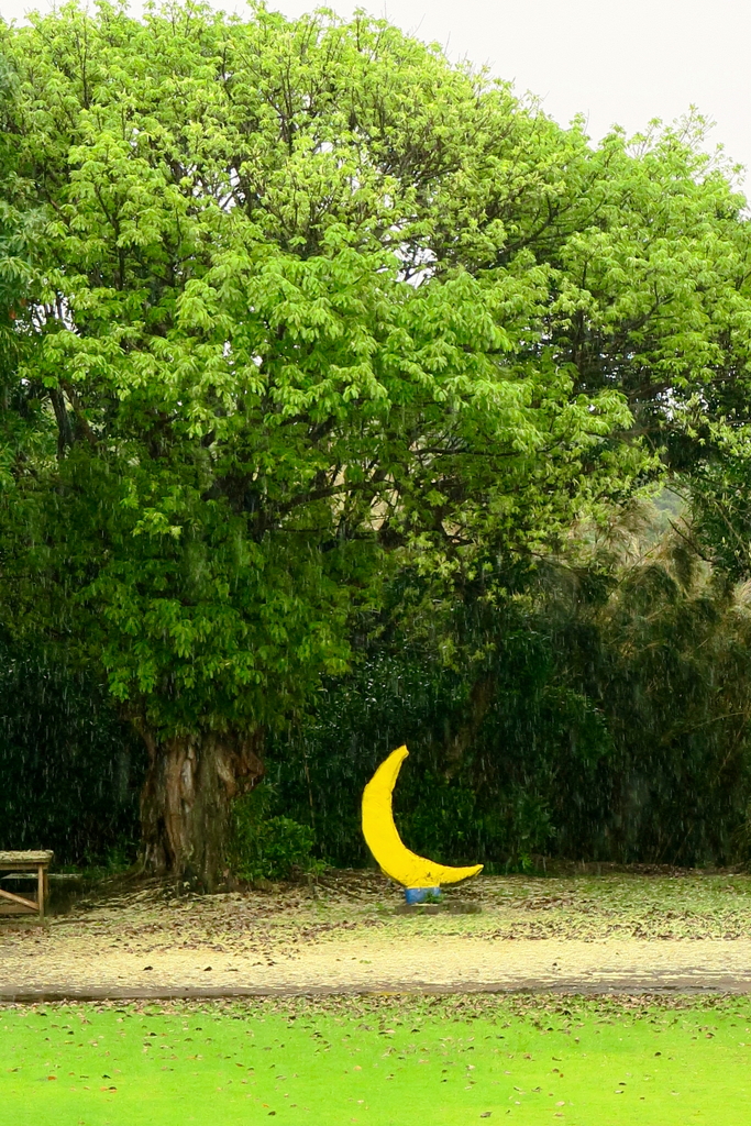 秋雨のアコウと月