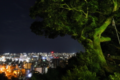 楠が見守る薩摩の灯