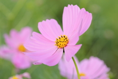秋桜