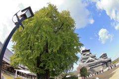 銀杏城の大銀杏