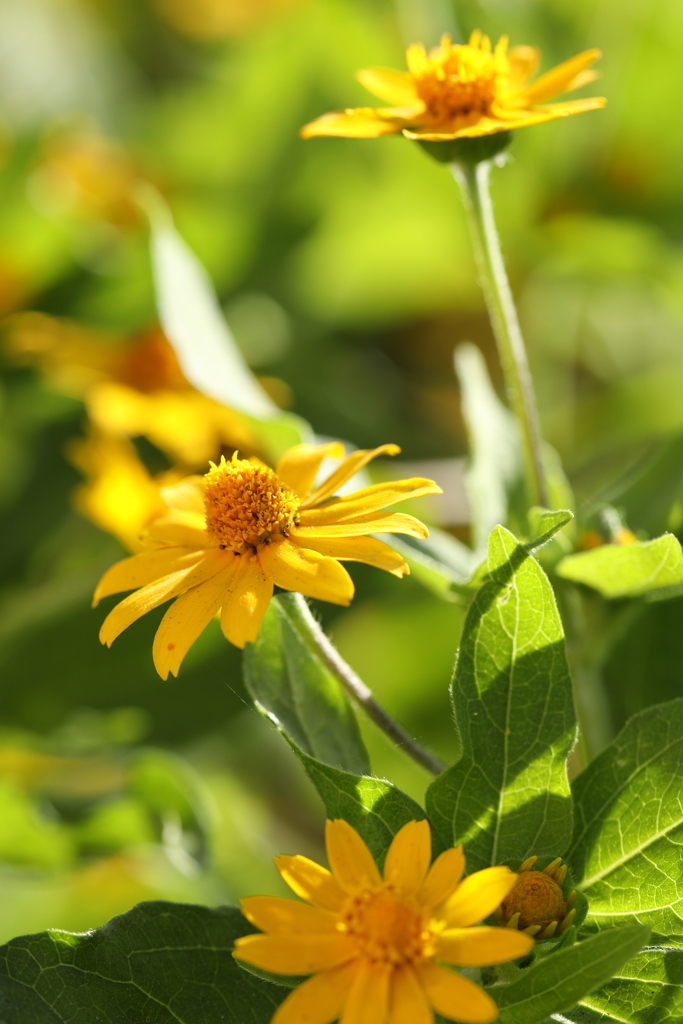 夏からずっと輝く笑顔