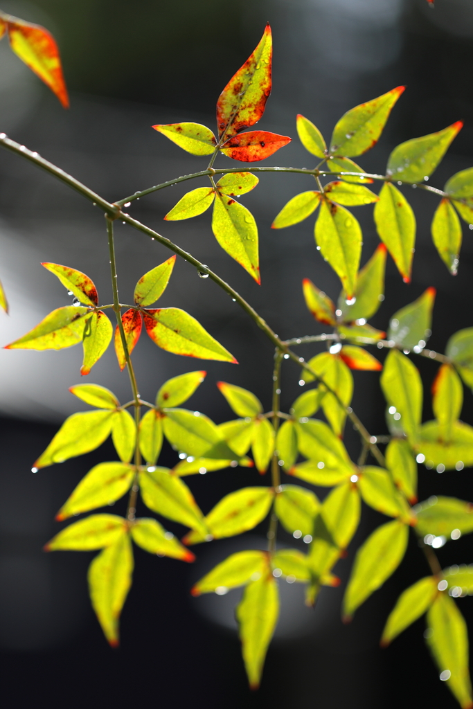 秋雨のナンテン