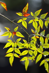 秋雨のナンテン