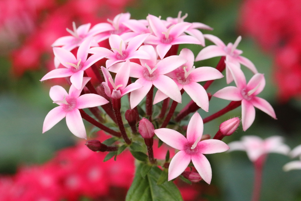 ピンクの星のつどい