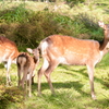 えびの高原の鹿