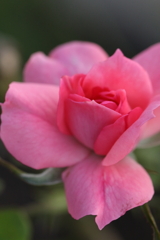 薔薇