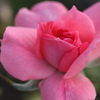 薔薇