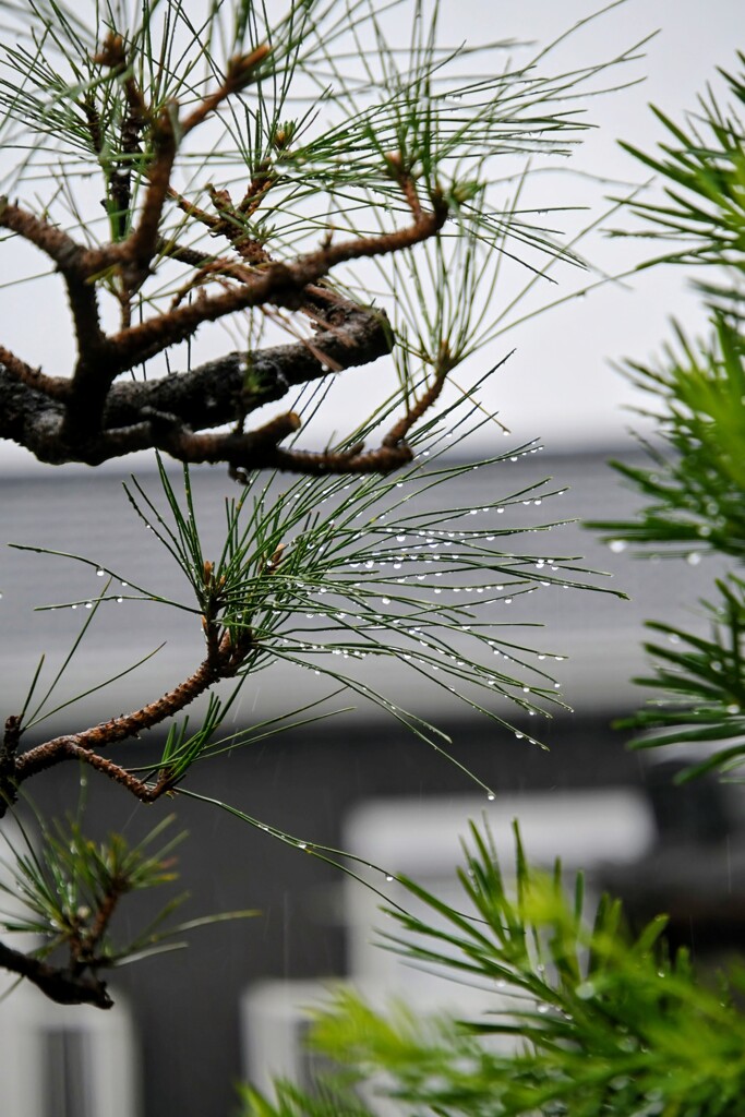 雨の趣