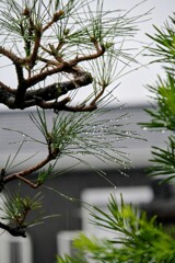 雨の趣
