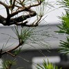 雨の趣