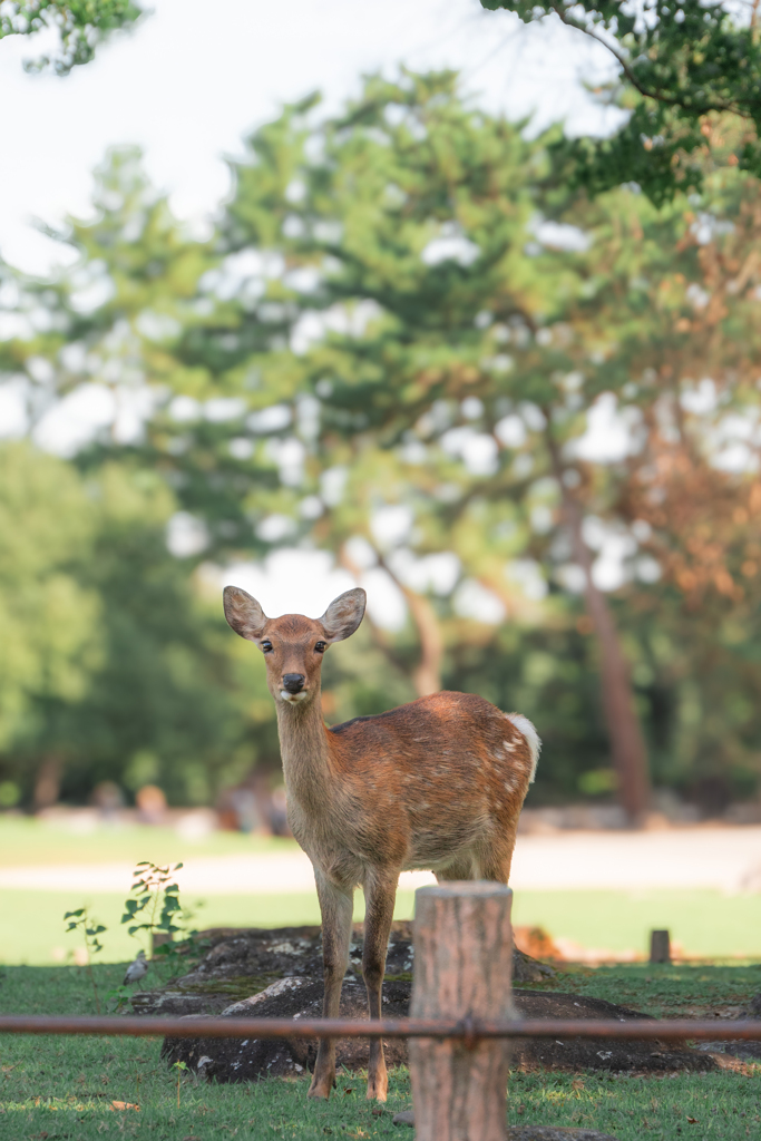 奈良公園の鹿ちゃん