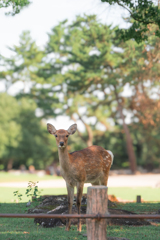 奈良公園の鹿ちゃん