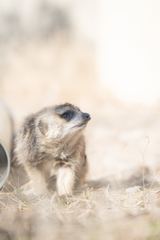 ミーアキャット