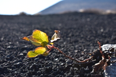 砂漠に芽吹く生命