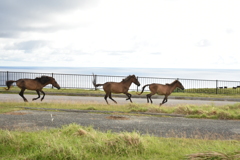 最西端の島を駆ける馬達