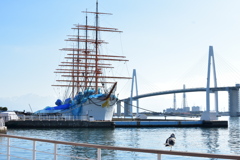 工事中の海王丸と新湊大橋