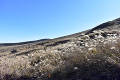 風に靡くススキ達