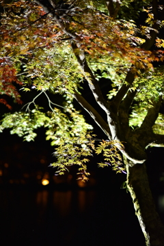 兼六園ライトアップ