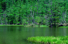 上高地明神池、フィルム撮影 上高地明神池、フィルム撮影