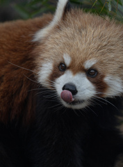 Ueno zoo -Lesser panda-