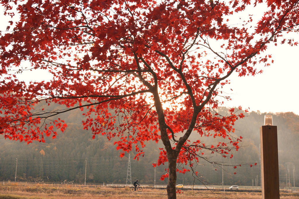 秋の日の帰り道