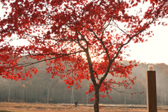 秋の日の帰り道