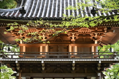 緑雨の門前にて
