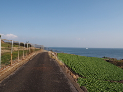 レタス畑と海