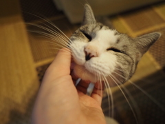 おはよーにゃん