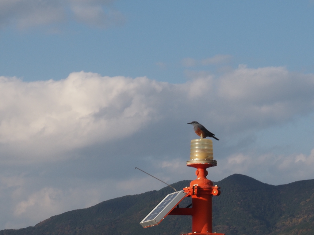 海を見つめるイソヒヨドリ