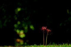 朽ちかけの赤い花