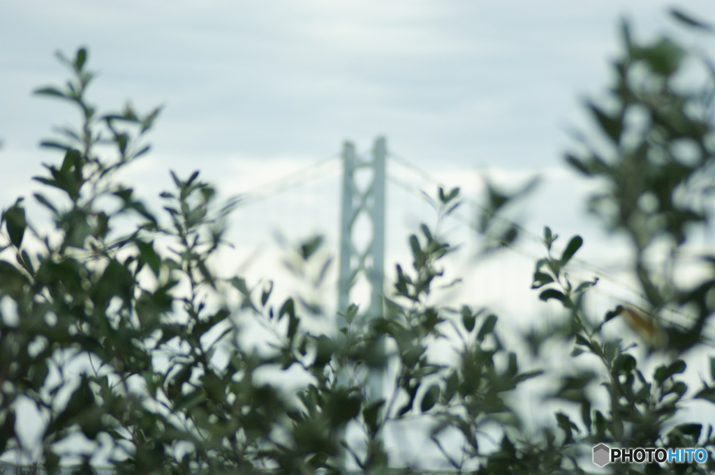 草木の間から見える橋