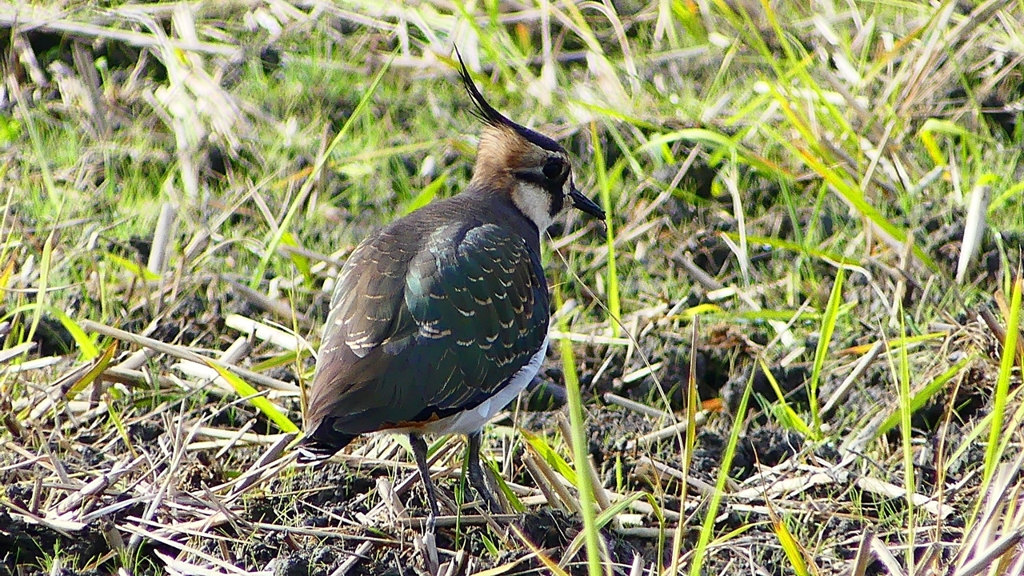 P2340847：タゲリ