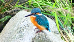 P2320837：カワセミ