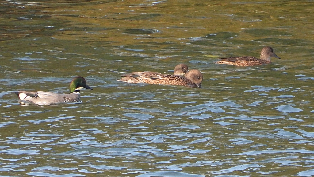 DSCN0823：ヨシガモ