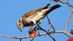 DSCN4683：ツグミ